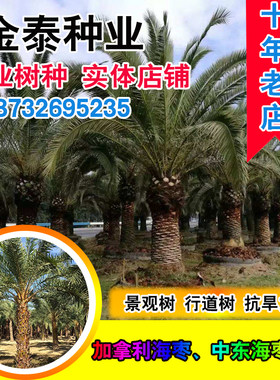加拿利长叶槟榔银海枣种子