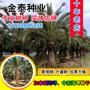 加拿利海枣种子 长叶刺葵槟榔竹加拿利刺葵 银海枣 中东海枣种子