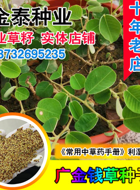 绿林花语夏季金钱草马蹄香