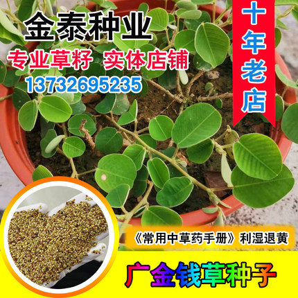 广西广金钱草种子大叶金钱草种籽落地金钱马蹄香化空气四季庭院