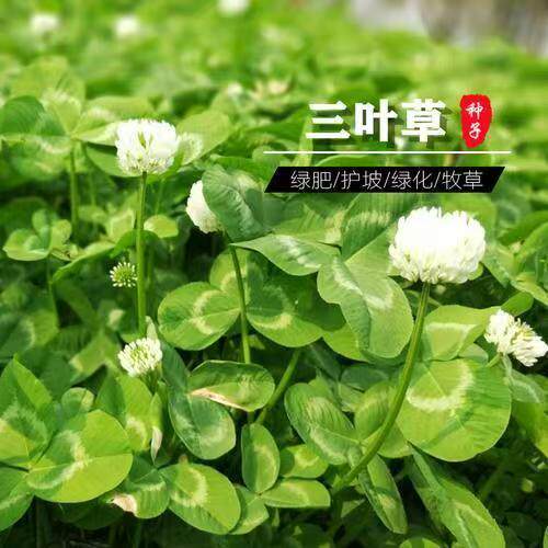 优质杂三叶别名瑞典种子