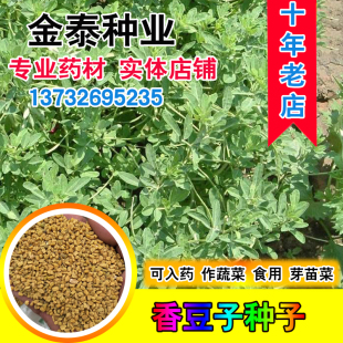香草种子葫芦巴子籽芽苗菜可制天然香精作蔬菜吃芦巴籽香豆子种子