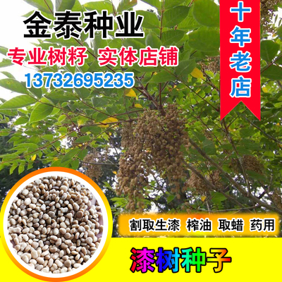漆树种子 大红袍生漆树 金漆树 大漆树大木漆种子 小木漆种子