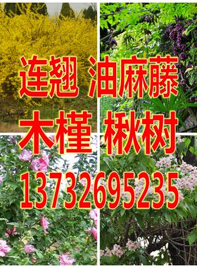 东北连翘黄老虎常春藤禾雀花种子