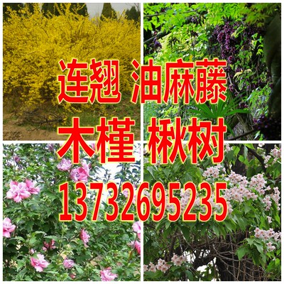 东北连翘黄老虎常春藤禾雀花种子