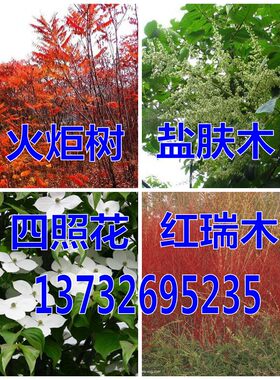 香港四照花火炬树盐肤木