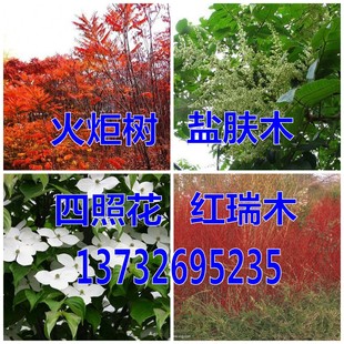 香港四照花种子 红瑞木种子红继木盐肤木火炬树种子红花檵木种子