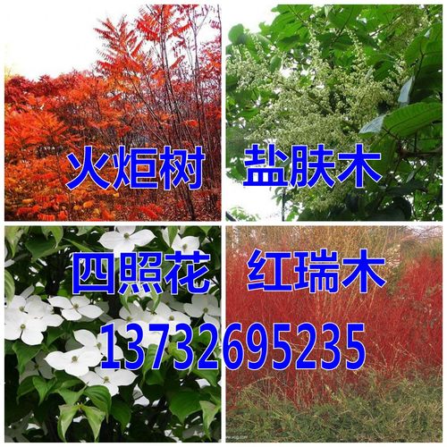 香港四照花火炬树盐肤木