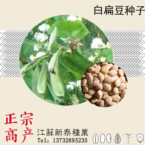散装白扁豆药用包邮种子