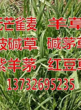 无芒雀麦碱草紫羊茅四季种子