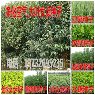 金叶大小叶女贞种子金森水蜡大叶黄杨法国冬青珊瑚树树卫矛种子