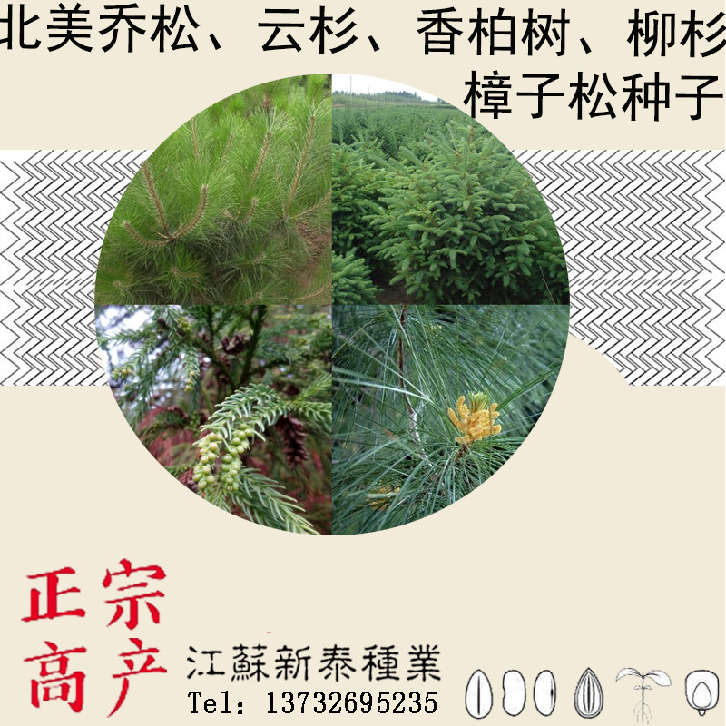 樟子松种子海拉尔松赤松香柏树柏木柳杉五针松北美乔松云杉种子图片