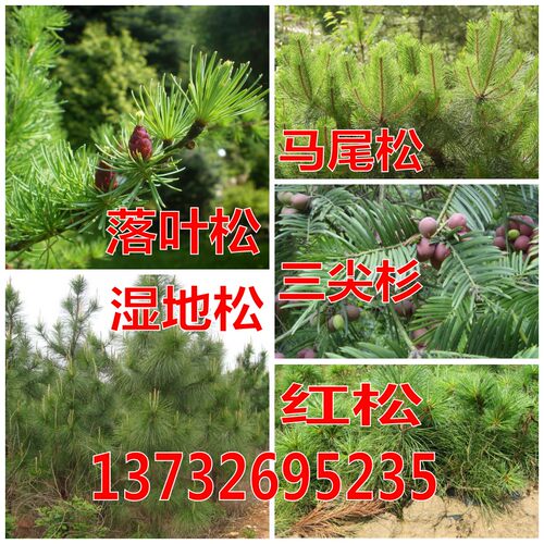 湿地松种子松树树种红松马尾松