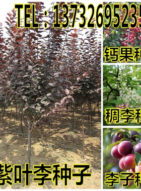 李子树种子  红叶李紫叶李 大叶紫叶稠李臭李 欧李钙果种子