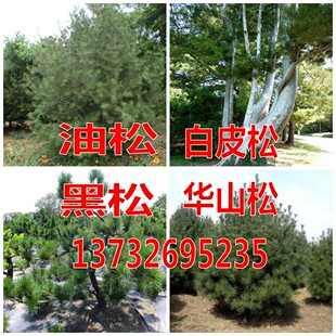 华山松种子日本三河黑松种子 盆景松树油松种子白皮松种子
