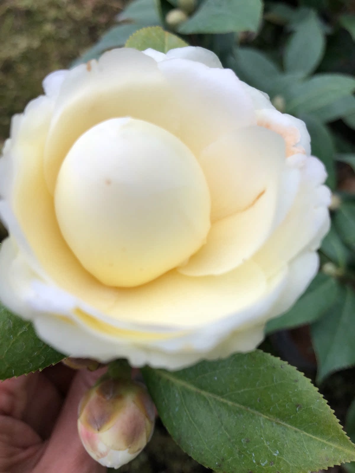 正黄旗新款冬季阳台山茶黄色茶花庭院植物花卉盆栽带花苞发货花苗