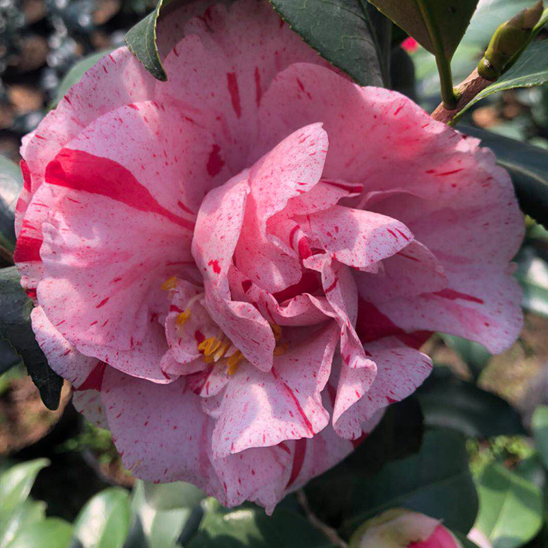 梅布尔山茶花树苗盆栽带花苞彩叶复色系列茶花苗好活稀有绿植花卉