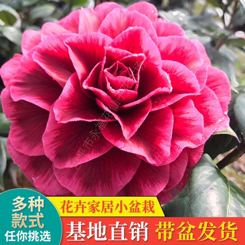 黑贝拉茶花紫贝拉山茶花树苗大玫瑰带盆室内花卉绿植客厅阳台盆栽