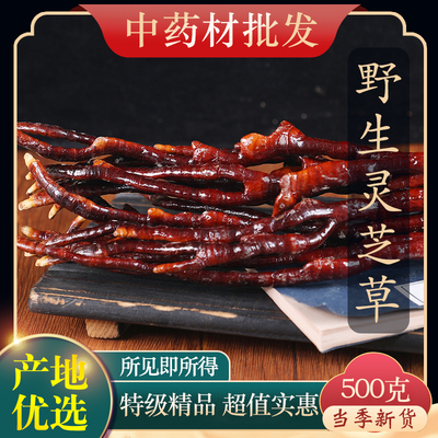 正宗灵芝草中药材长白山500克