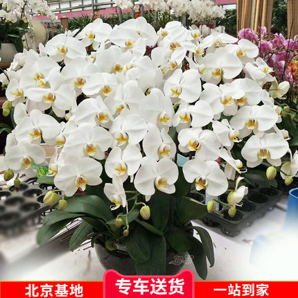 实拍白色蝴蝶兰清新典雅鲜花盆栽兰花植物开花带花苞北京固安送货