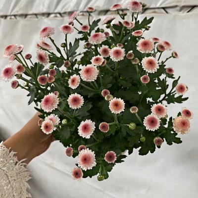珠玉之卵草莓泡泡庭院盆栽新品种雏菊植物开花花期小阳台长
