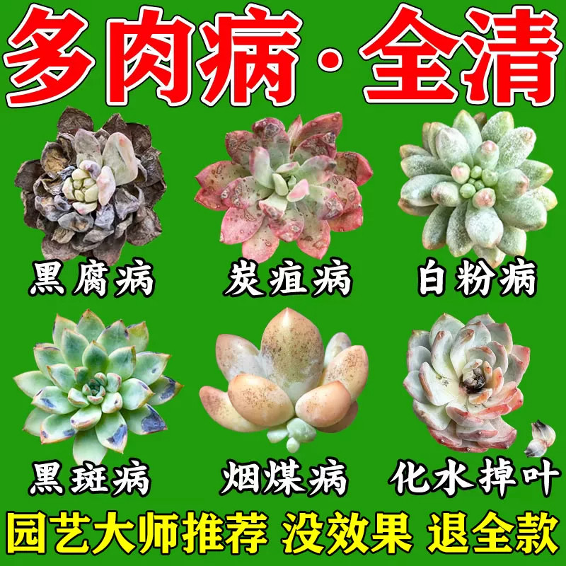 多肉白粉黑斑病专用杀菌植物通用