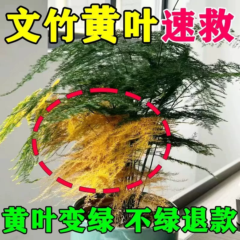 免稀释文竹营养液治黄叶专用肥