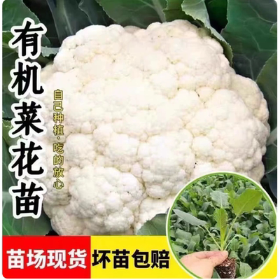 花菜苗西兰花苗甘蓝苗大白菜秧苗