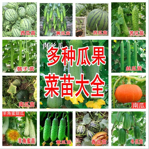 蔬菜苗黄瓜苗西葫芦丝瓜苗