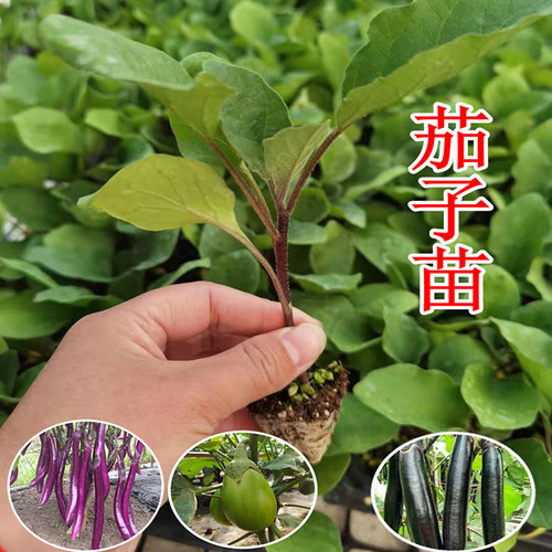 茄子西红柿辣椒苗春季各种蔬菜苗