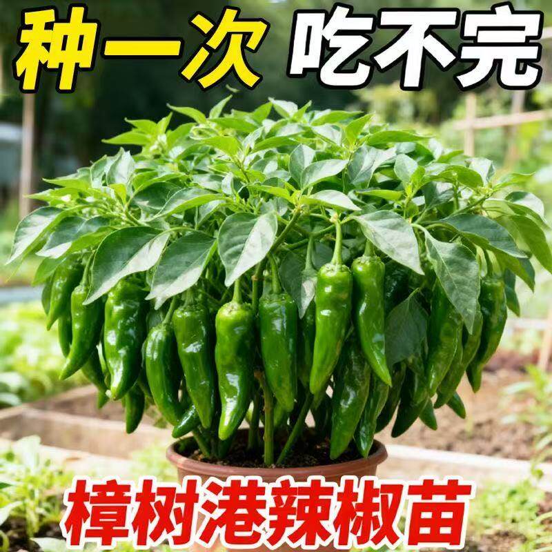 樟树港辣椒苗蔬菜苗线椒苗朝天椒甜椒薄皮椒杭椒苗牛角椒幼苗菜秧