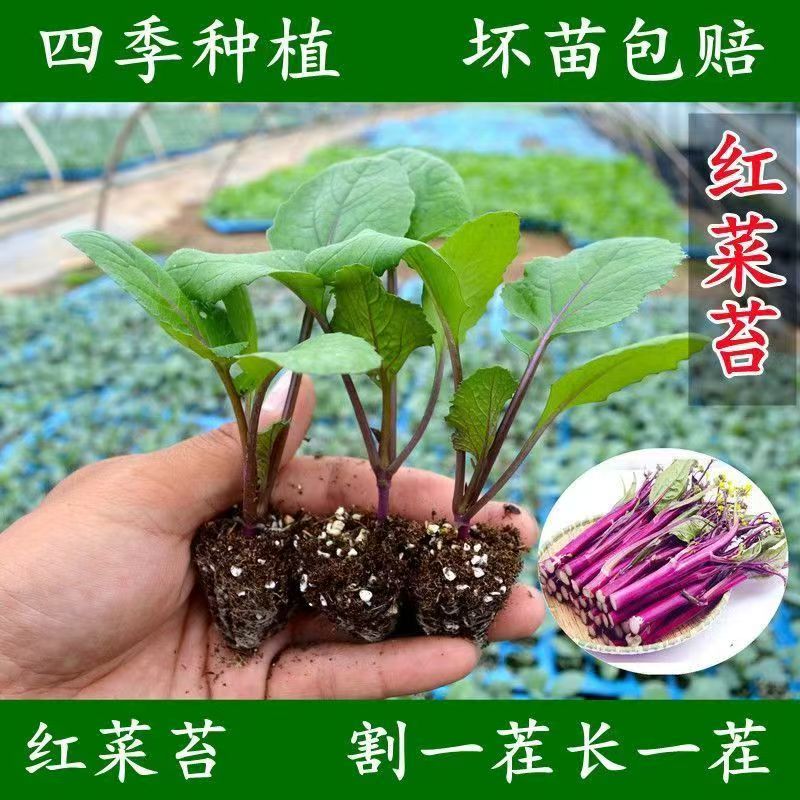 红菜苔苗大白菜甘蓝西兰花苗花菜秧苗耐寒阳台秋冬庭院种植蔬菜苗