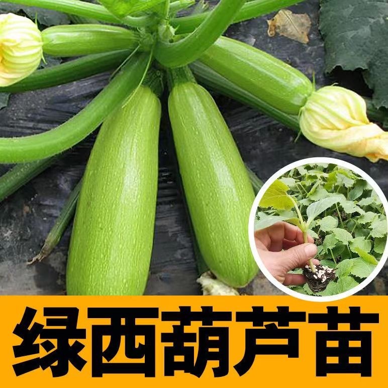 西葫芦苗秧苗带土春季种早青小南瓜西葫芦奶油葫芦阳台庭院蔬菜苗