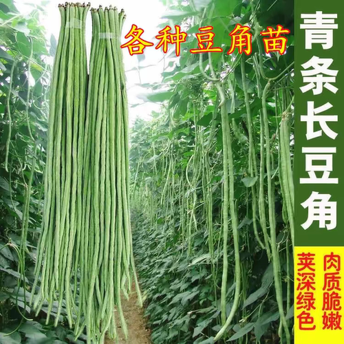 长豆角苗摘不败绿长豇豆苗秧带土球红绿豇豆种四季豆种苗春秋盆栽