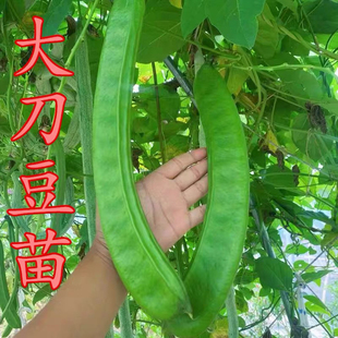 春季大刀豆苗高产红刀豆秧苗霸王刀豆种植巨型豆角巴西豆带土发货