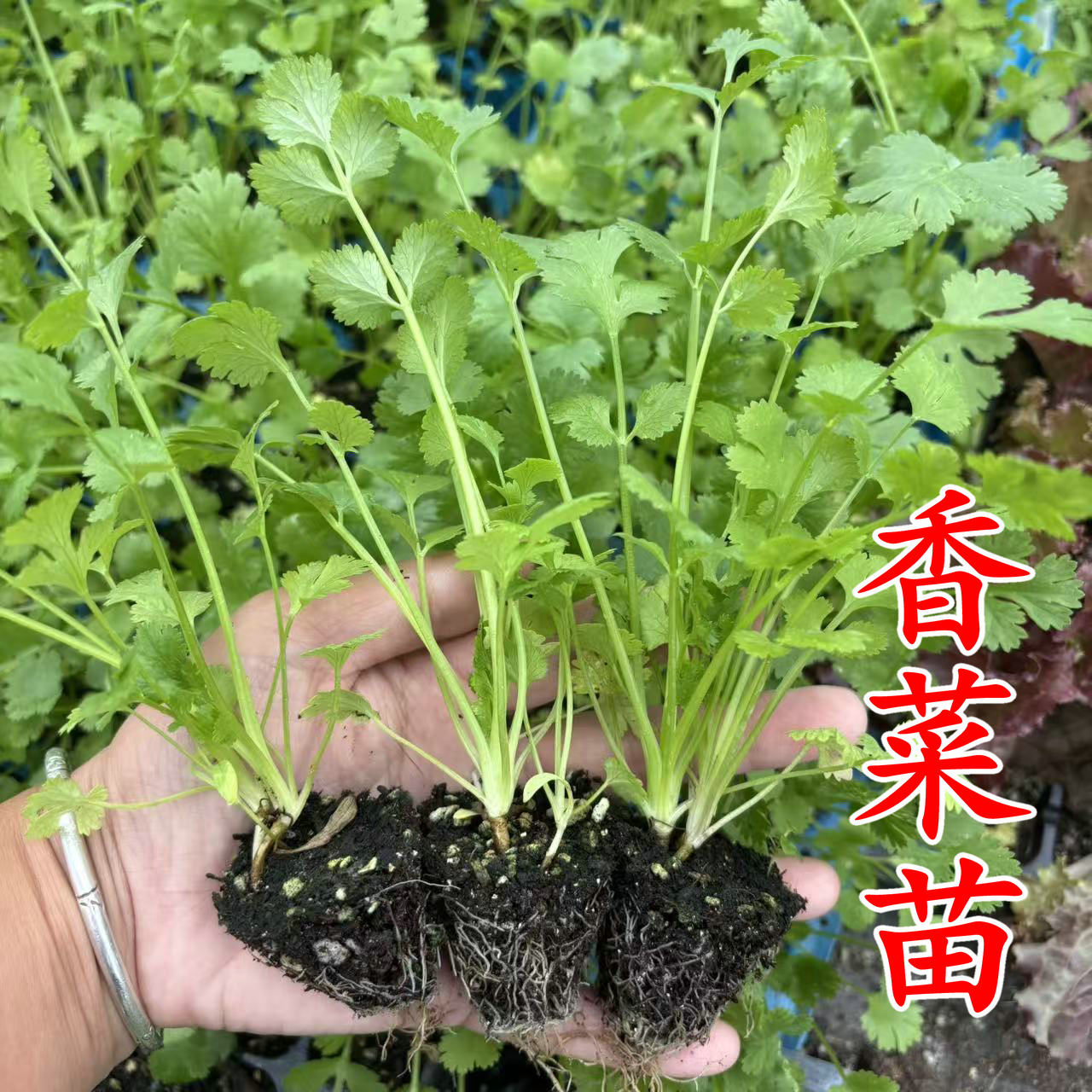 香菜苗菠菜苗蚕豆大叶香菜荷兰豆家庭园艺种子