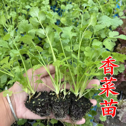 香菜苗菠菜苗蚕豆大叶香菜荷兰豆豌豆秧苗植物阳台庭院种植蔬菜苗