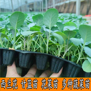 西兰花苗花菜甘蓝莴笋大白菜秧秋冬耐寒蔬菜苗阳台庭院盆栽菜秧苗