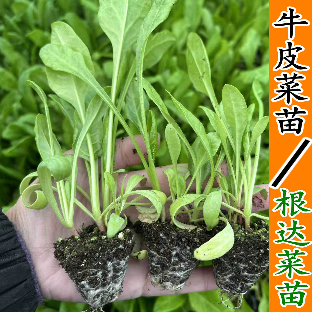 根达菜秧苗牛皮菜苗君达菜多茬采收洋菠菜苗蔬菜种苗厚皮菜洋波菜