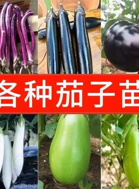 四季高产茄子苗带土线茄子杭茄子秧苗青圆茄黑紫色特大烧烤茄子苗