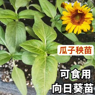 食用向日葵苗瓜子矮生盆栽观赏向阳花秧苗幼苗阳台春季油葵苗榨油