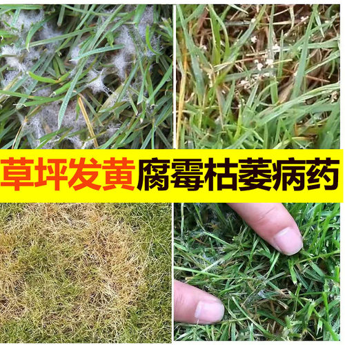 草坪发黄枯萎褐斑病杀菌剂恶霉灵