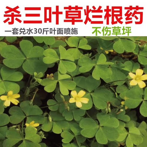 草坪专杀酢酱草除草剂烂根药
