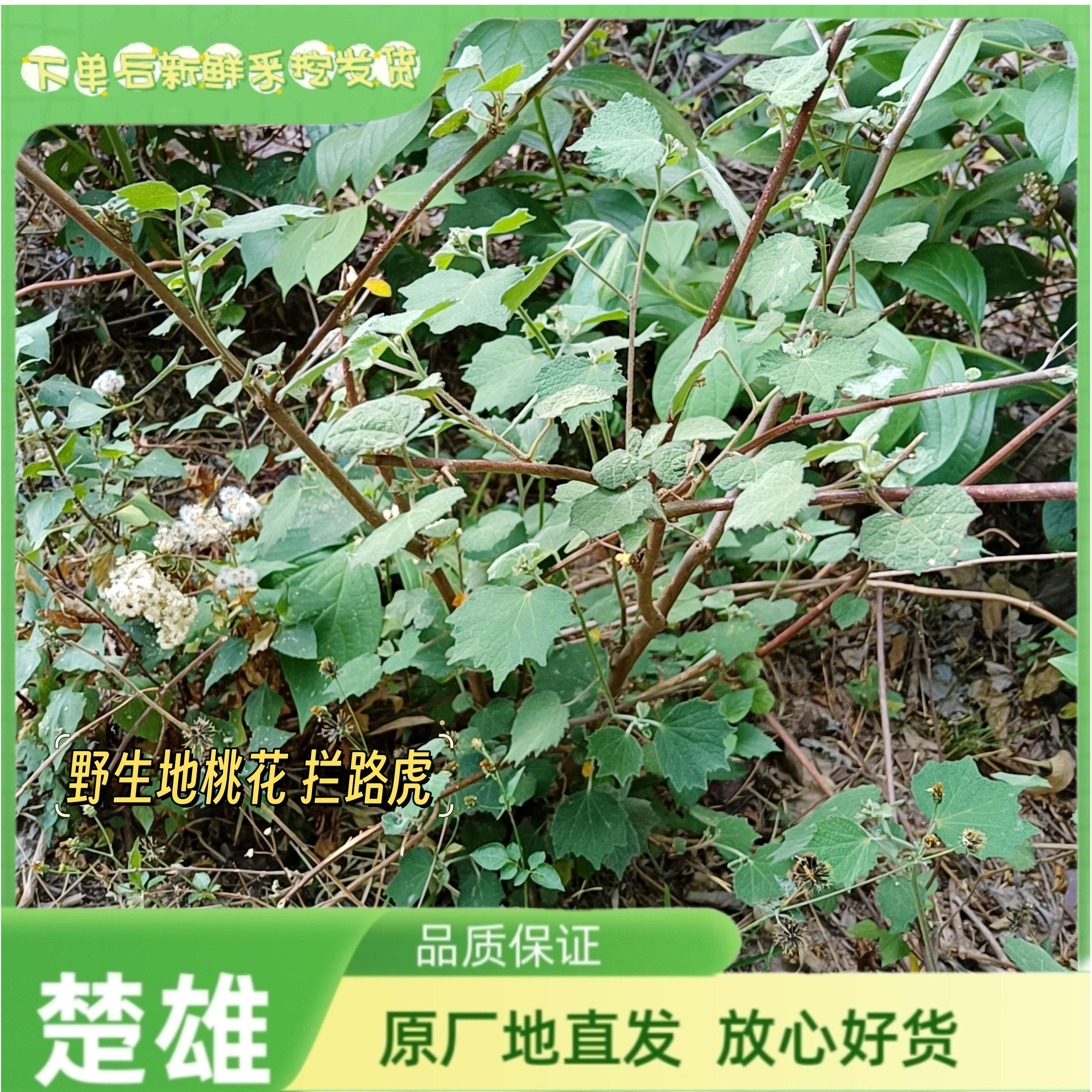 新鲜地桃花根 中草药拦路虎八卦根 肖梵天花根 三脚破 全草 包邮