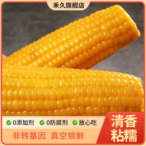 非转基因河北禾久甜糯黄玉米新鲜