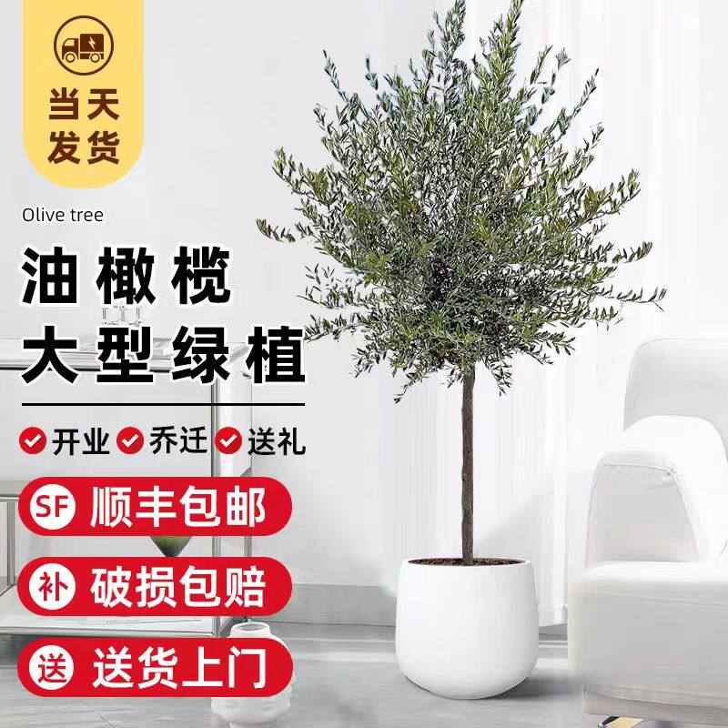 西班牙油橄榄盆栽花镜植物银灰色树苗庭院阳台四季常青好养活观叶