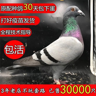 鸽子活 一对 银王鸽 白羽王种鸽 可繁殖肉鸽小鸽 幼鸽 青年鸽