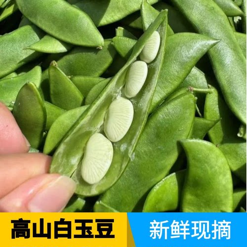 3斤新鲜白玉豆上饶崇明特产洋扁豆子福建农家时令蔬菜白芸豆1斤