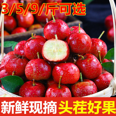 现摘新鲜山楂鲜果大棉球红果山里红胭脂果酸梅子冰糖葫芦用的山梨