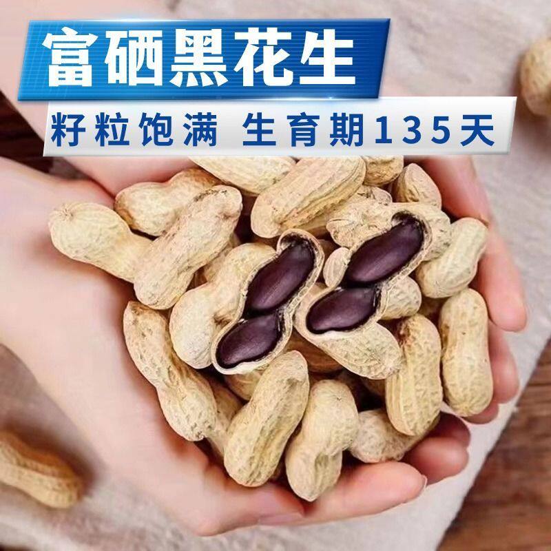 富硒花生黑花生带壳原种